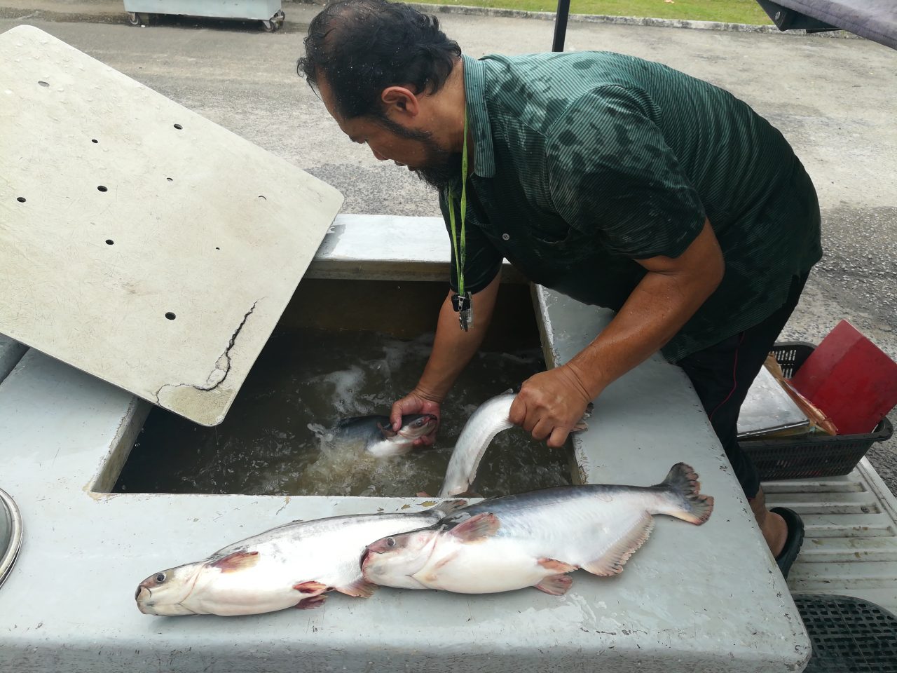 IKAN SEGAR u0026 BENIH IKAN (SAIFUL ANUAR)