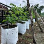 PAAN AGROFARM